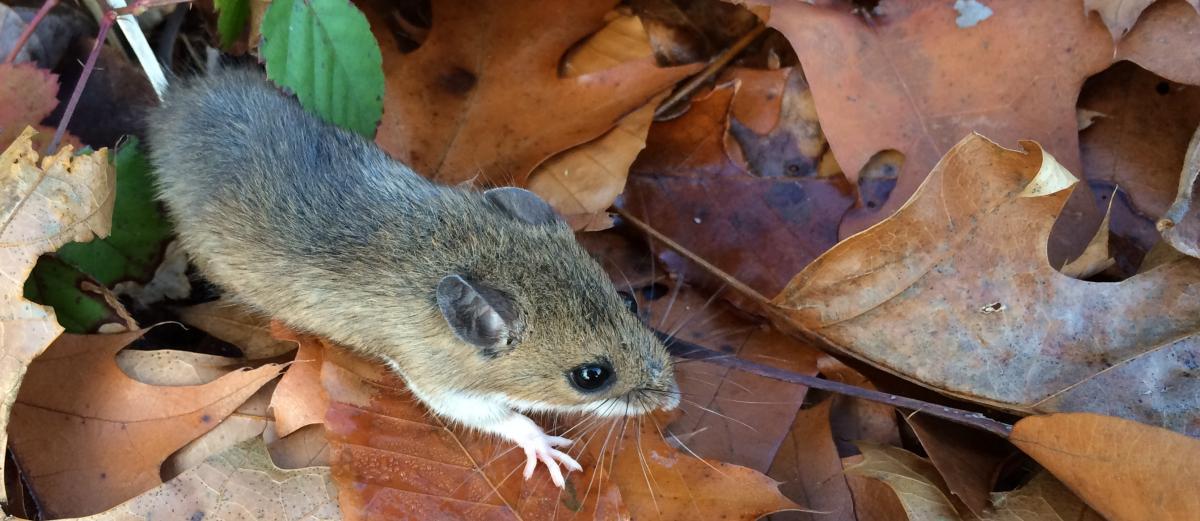 white footed mouse