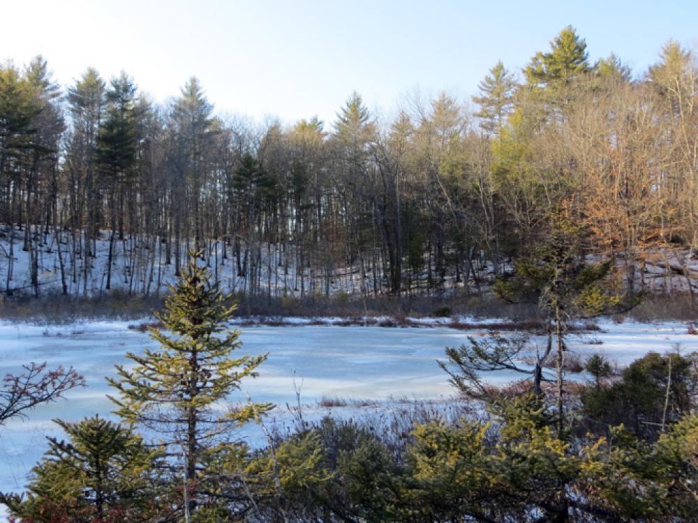 Spruce Hole Bog Conservation Area The Town of Durham New Hampshire