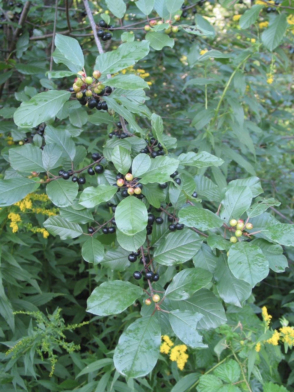 Invasive Plants The Town of Durham New Hampshire